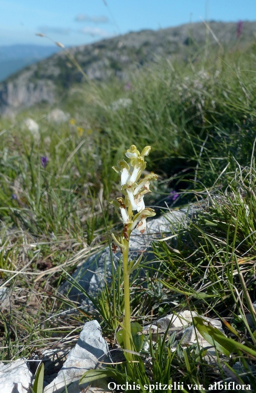 Monte Velino e Monti della Duchessa, le orchidee e la Natura  2024.